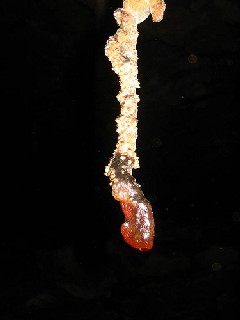 stalactite dans la section fossile de l'entrée de la bande des 4